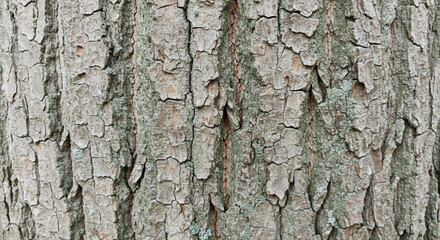 Fototapeta premium Tree Bark Texture: Detailed Close-Up of Pattern