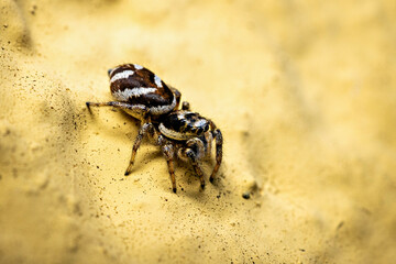A zebra jumping spider in the wild