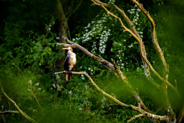 A cormorant in the wild