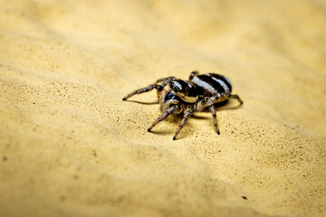 A zebra jumping spider in the wild