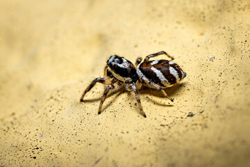 A zebra jumping spider in the wild
