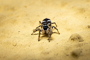 A zebra jumping spider in the wild