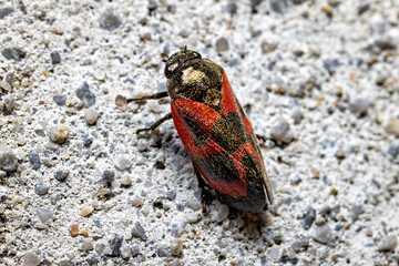 A red and black cicada in the wild