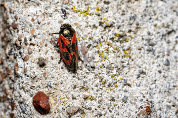 A red and black cicada in the wild