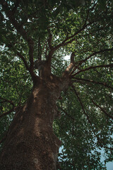Árbol gigante