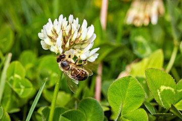 A honey bee is collecting honey