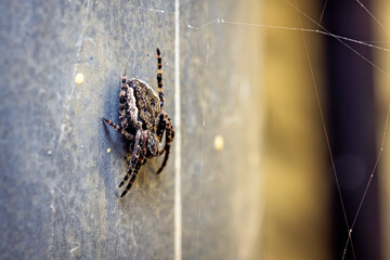 A garden spider in the wild