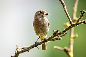A redstart with some insects 