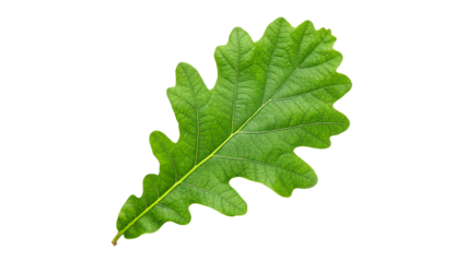 vibrant fresh green oak leaf isolated on transparent background	