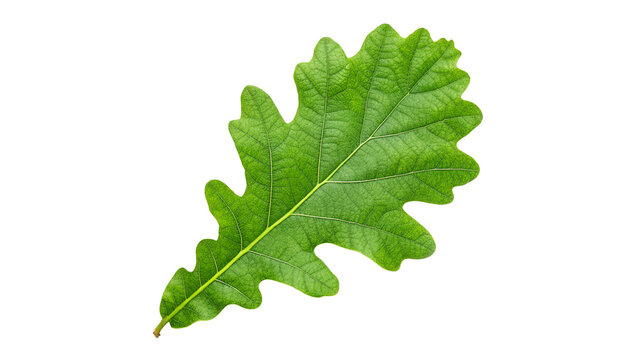 vibrant fresh green oak leaf isolated on transparent background	