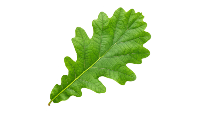 vibrant fresh green oak leaf isolated on transparent background	 - Powered by Adobe