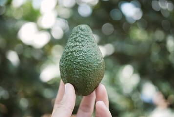 Organic Peterson avocados from the garden are suitable for all ages  and are also good for your...