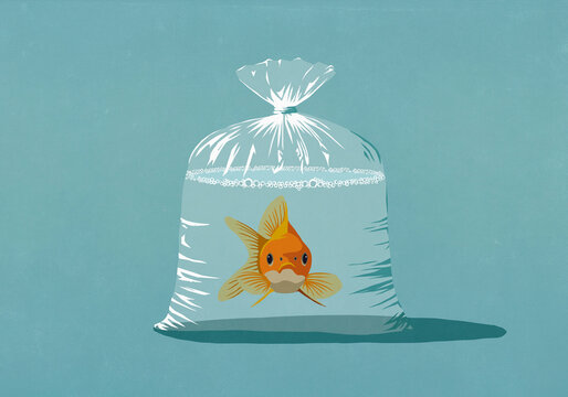 Portrait of goldfish with blank expression in plastic bag with water against blue background
