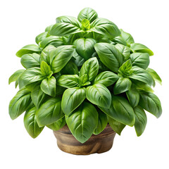 Fresh basil plant in pot for cooking and culinary herb garden growing on transparent background.