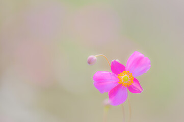 パステルカラーの秋明菊と秋の風景