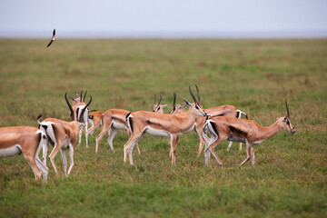 Grants Gazelles in the Serengeti National Park, Tanzania