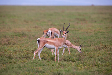 Grants Gazelles in the Serengeti National Park, Tanzania