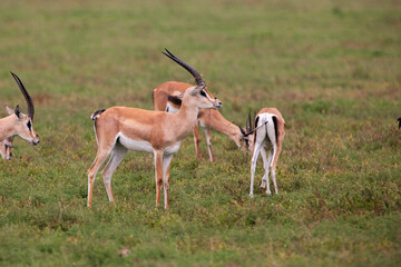 Grants Gazelles in the Serengeti National Park, Tanzania