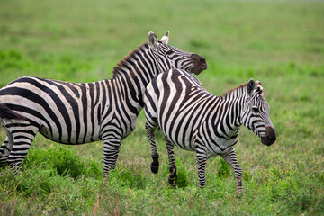 Zebras in the Serengeti National Park, Tanzania