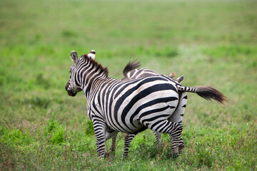 Zebras in the Serengeti National Park, Tanzania