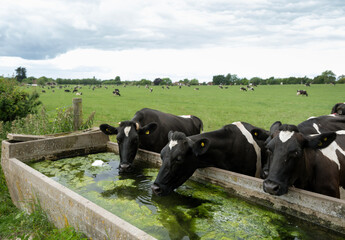 large herd of black and white spotted cows graze under grey sky in green meadow near north downs in...