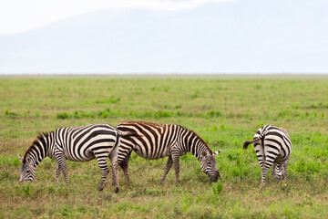 Zebras in the Serengeti National Park, Tanzania