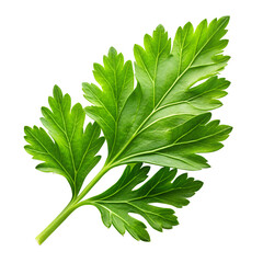 Fresh green parsley herb closeup for cooking and culinary ingredient use on transparent background.