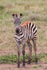 Zebra in the Serengeti National Park, Tanzania