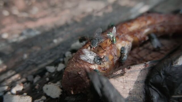Blue bottle flies on rotten food.