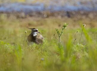 Vanellus vanellus next to flowers, bright sunshine, Lapwing turning to the right between flowers on...