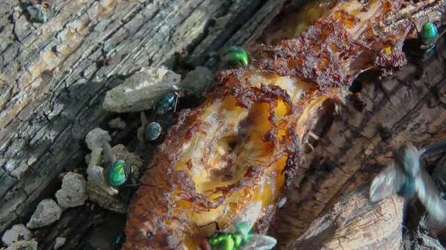 Blue bottle flies on rotten food.