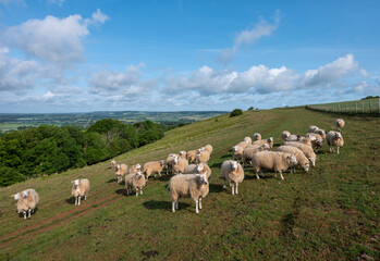 Obraz premium flock of sheep on north downs in kent near wye on sunny summer morning