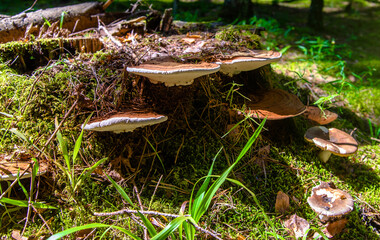 Artist's Conk grows on a stump in the forest
