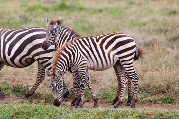 Zebras in the Serengeti National Park, Tanzania
