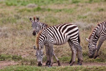 Zebras in the Serengeti National Park, Tanzania