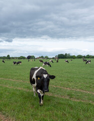 herd of black and white spotted cows graze under grey sky in green meadow near north downs in Kent