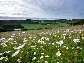 daisy flowers on the foreground in spring ladscape with farm in english county of kent