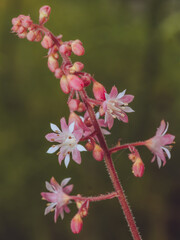A close-up shot of the ting flowers of a Heuchera plant (AKA Coral bells)