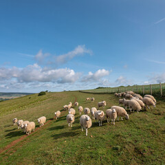 Obraz premium flock of sheep on north downs in kent near wye on sunny summer morning