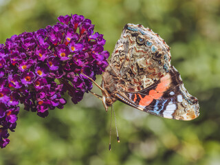 A side on shot of a Red Admiral butterfly on a Buddleia (AKA Butterfly Bush)