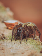 A close-up portrait of a female Lace Webbed Spider (Amaurobius similis) 