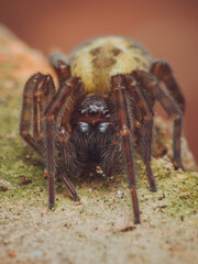 A close-up portrait of a female Lace Webbed Spider (Amaurobius similis) 