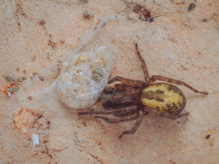 A female Lace Webbed Spider (Amaurobius similis) with it's newly hatched young