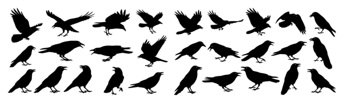 crow and raven silhouette set flying and standing birds vector icon