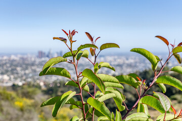 Malosma laurina, with the common names laurel sumac and lentisco. Mount Hollywood Trail, Griffith Park, Los Angeles, California. Santa Monica Mountains


