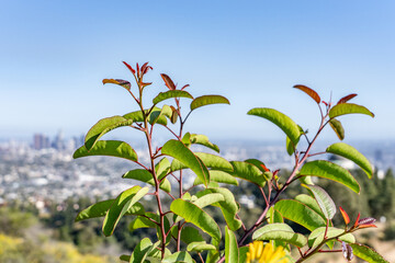 Malosma laurina, with the common names laurel sumac and lentisco. Mount Hollywood Trail, Griffith Park, Los Angeles, California. Santa Monica Mountains

