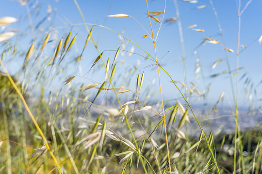 Avena fatua is a species of grass in the oat genus. Mount Hollywood Trail, Griffith Park, Los Angeles, California. Santa Monica Mountains. April