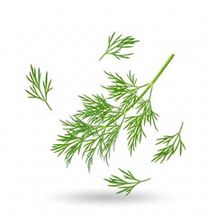 Fototapeta premium A fresh green dill leaf, falling, creating a dynamic and natural image,