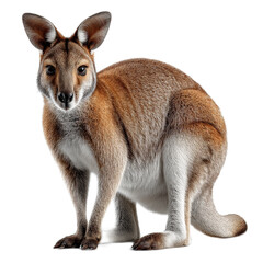 Fototapeta premium Realistic depiction of a kangaroo in a natural pose showcasing its unique features and vibrant fur patterns in detail
