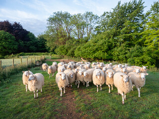 flock of sheep on north downs in kent near wye on sunny summer morning
